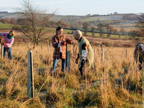 Two workers planting a tree in a field.