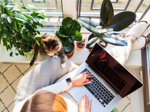 Work from home employee sat next to window with a cat.